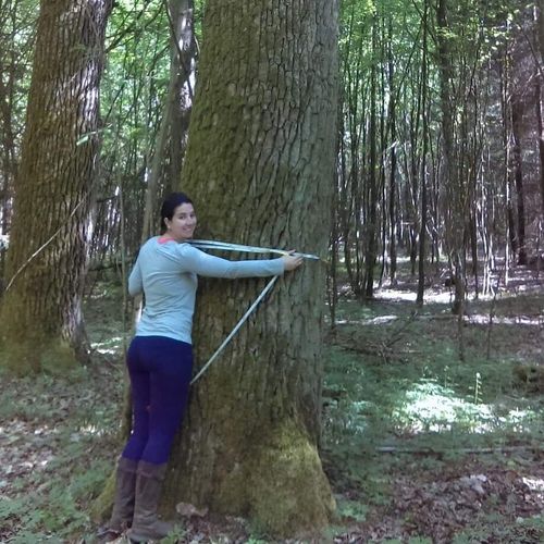 Taylor is seen measuring a tree during her master studies in England.